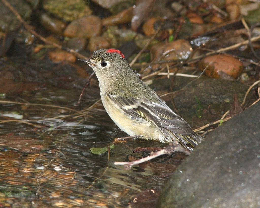 708 Ruby-crowned Kinglet by Alan Schmierer is is marked with Public Domain Mark 1.0.